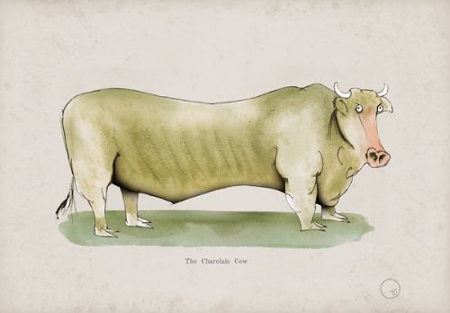 The Charolais Cow, fun heritage art print by Tony Fernandes